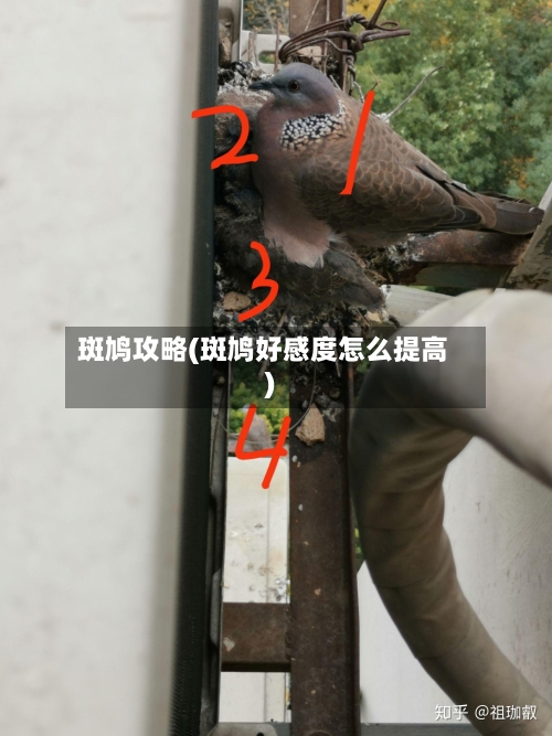斑鸠攻略(斑鸠好感度怎么提高)