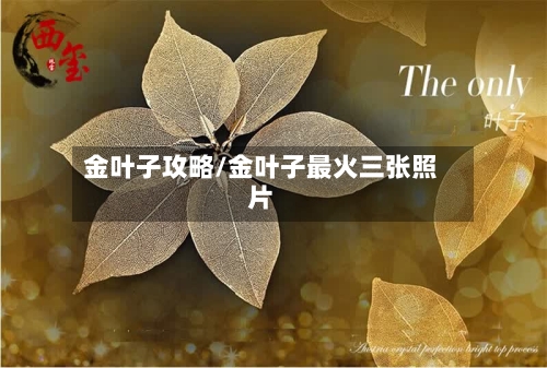 金叶子攻略/金叶子最火三张照片-第2张图片